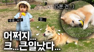 실수로 체리의 장난감을 망가트리고 어쩔 줄 몰라하는 진돗개 왕자 ㅋㅋ