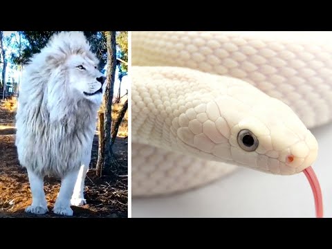 Vídeo: Albino é um animal raro, mas encontrado na natureza