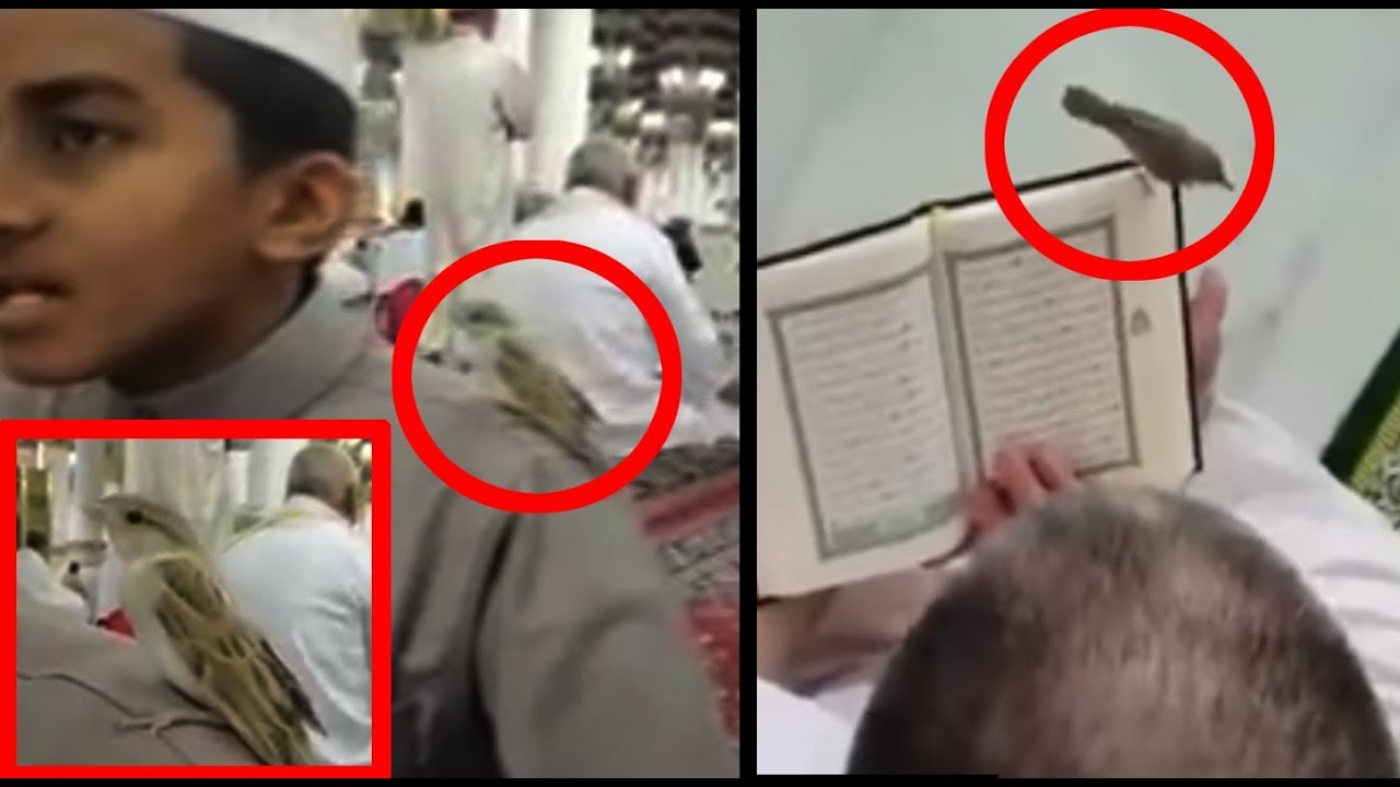 birds-stop-by-while-reciting-quran-in-madinah-and-makkah-beautiful