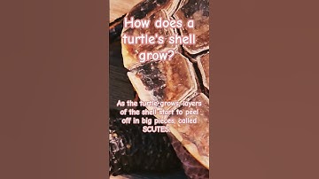 How does a turtle