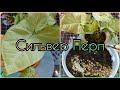 Группа ВК👇Серебристый СИНГОНИУМ🌱Сильвер Перл🌱Быстрое размножение🌱Формирование шикарного куста😍Грунт