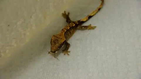 Vespoli Eating