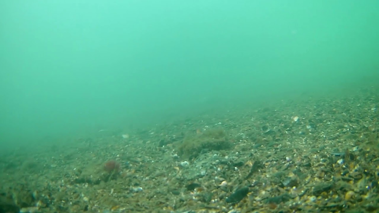 貝毒発生 海岸で採ったムラサキイガイ ムール貝 から麻痺性の毒 大阪湾 貝毒発生 海岸で採ったムラサキイガイ ムール貝 から麻痺性の毒 大阪湾