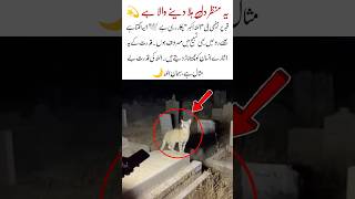 “Cat Saying Allahu Akbar Over a Grave 🕊️ #MiracleOfAllah #PowerOfFaith #SubhanAllah #SpiritualSigns
