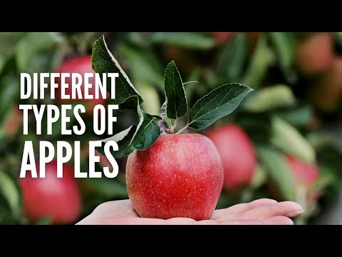 Types of Apples 25 Different Apples You Should Know