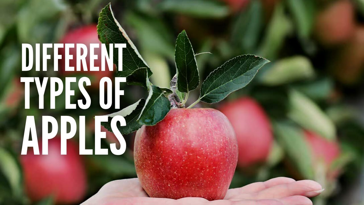 25 Different Types of Apples — Apple Varieties and Their Tastes