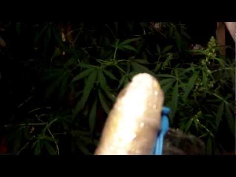 Man raised as a girl after losing penis to circumcision commits suicide from YouTube · Duration: 8 minutes 41 seconds Man raised as a girl after losing penis to circumcision commits suicide from YouTube · Duration: 8 minutes 41 seconds