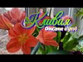 Кливия.Clivia Orange.Описание,уход и содержание.Неприхотливый комнатный цветок.