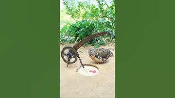 Create Amazing Bird Trap - Quail Trap #bird trap technique #shorts