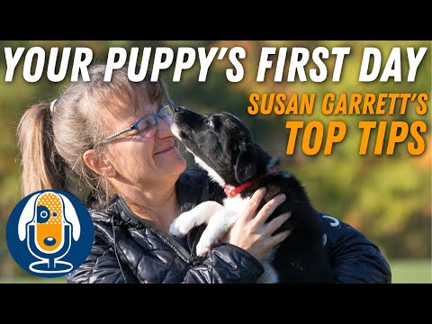 Video: Puppy's First 4th July: Bagaimana Membuat Pengalaman Positif