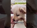 Щенок обрёл новый дом после спасения