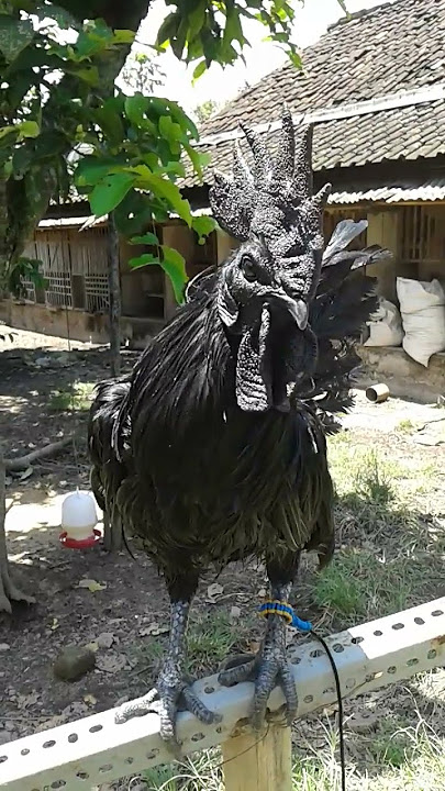 Kokok Ayam Jago Cemani