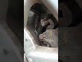 Экономия вышла ей дорого