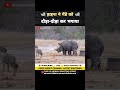 हाइना ने गेंडे को दौड़ा-दौड़ा कर भगाया 😱 । animal shorts । #shorts #ytshort
