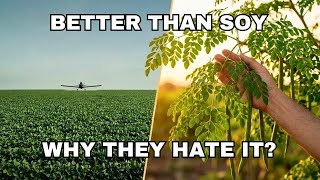 It Outproduces Soybeans But The System Won't Let You Grow It