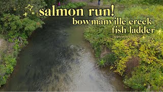 Bowmanville Creek Fish Ladder | Salmon run