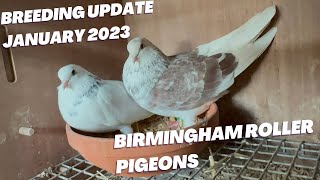 NEW BABY PIGEONS 🐦🐣 Jan 2023 UPDATE - Birmingham Roller Pigeons
