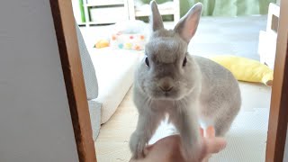 とうとうブチ切れたうさぎさんが手段を選ばず飼い主を叩き起こす映像