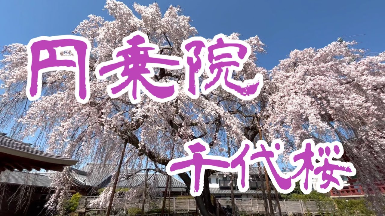 円乗院の千代桜 2023.3.20 さいたま市の天然記念物 Chiyozakura at Enjoin Temple YouTube