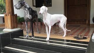 9 Lakh +views | Indian Breed vs Foreign Breed by Vachan N C 979,142 views 4 years ago 7 minutes, 10 seconds