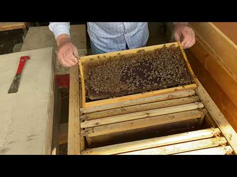 النحلة الاصيلة نظام ابو سلمان تقرير الخلية لنجم سعد الاخبية