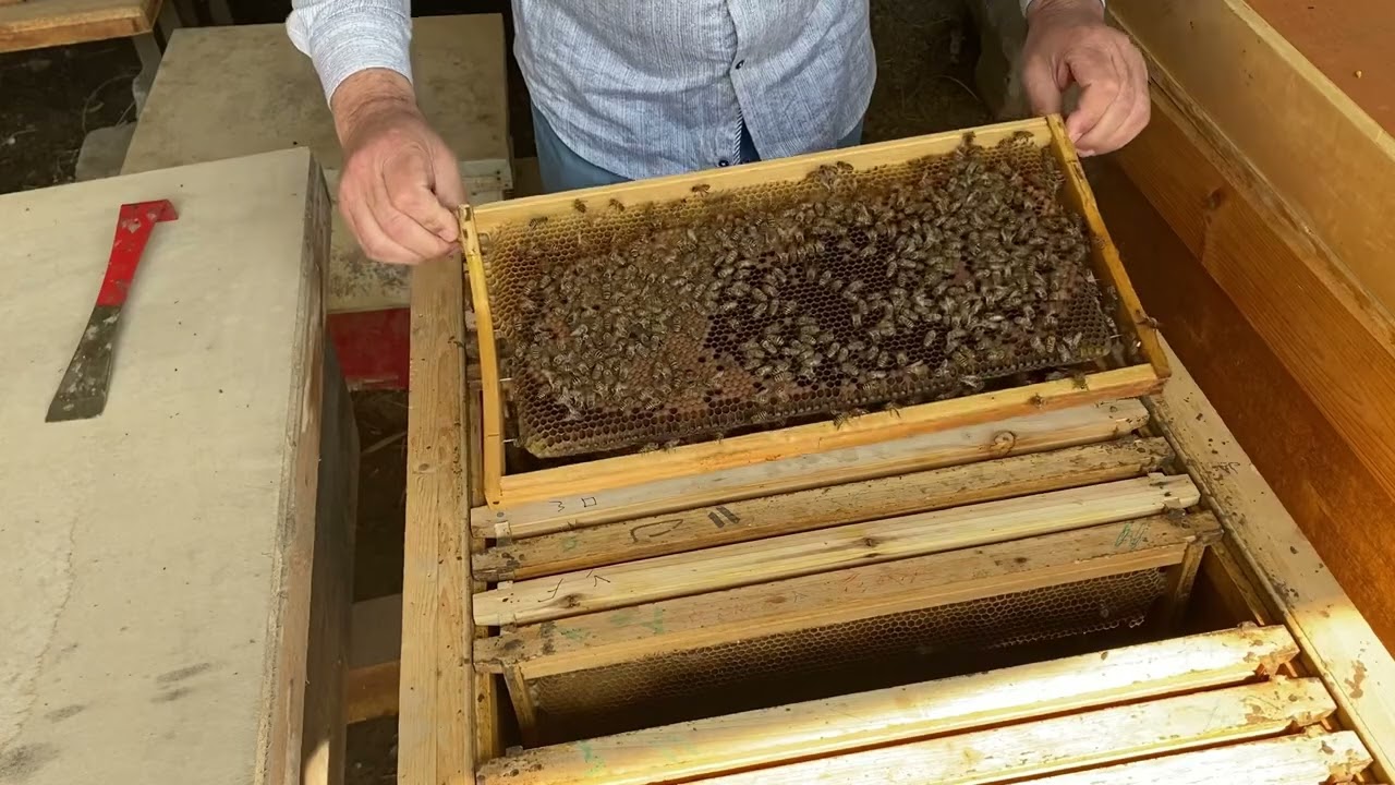 النحلة الاصيلة - نظام ابو سلمان / تقرير الخلية لنجم ( سعد الاخبية )