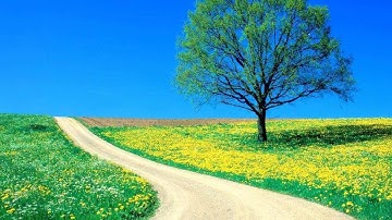 تلاوة خاشعة لادريس أبكر مع ترجمة معاني القرآن الكريم باللغة الصينية