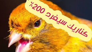 تغريد كناري هائج لتجهيز الاناث العنيدة