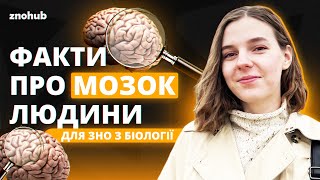 Факти про мозок людини для ЗНО з біології | ZNOHUB БІОЛОГІЯ