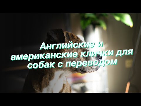 Английские и американские клички для собак с переводом