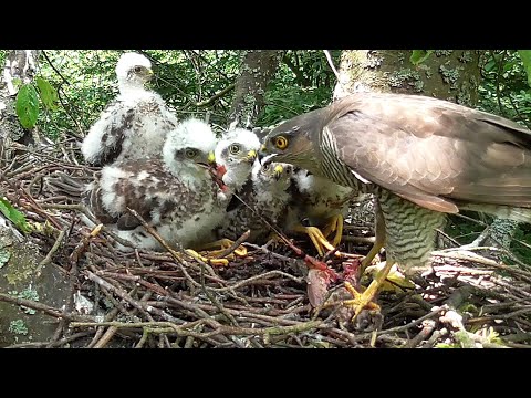 Video: Người Nổi Tiếng New York Hawk Dashing Chick Hopes