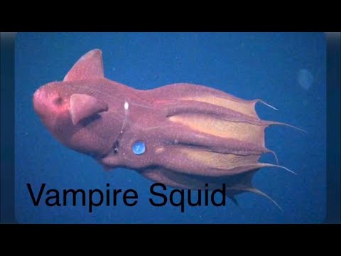 All Animal Crossing Sea Creatures IRL (New Horizons)