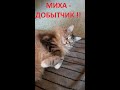 Миха  -  добытчик!!! #shorts