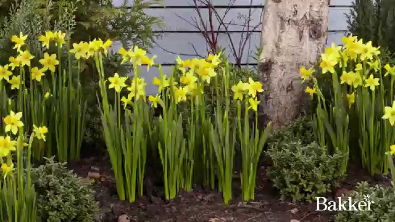 ou planter narcisse