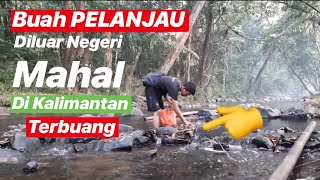 BUJANG PANEN BUAH ANEH 