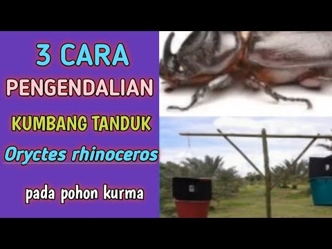 Video: Cara Merawat Ladybugs: 9 Langkah (dengan Gambar)