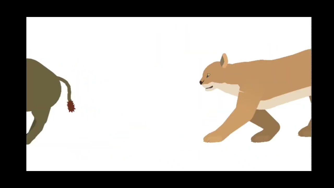 Boris the scared boar vs coco the cougar