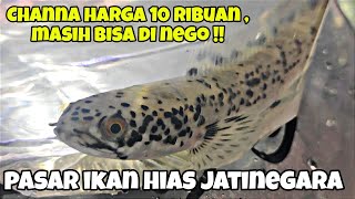 Channa harga 10ribu masih bisa di nego ‼Pasar ikan hias Jatinegara