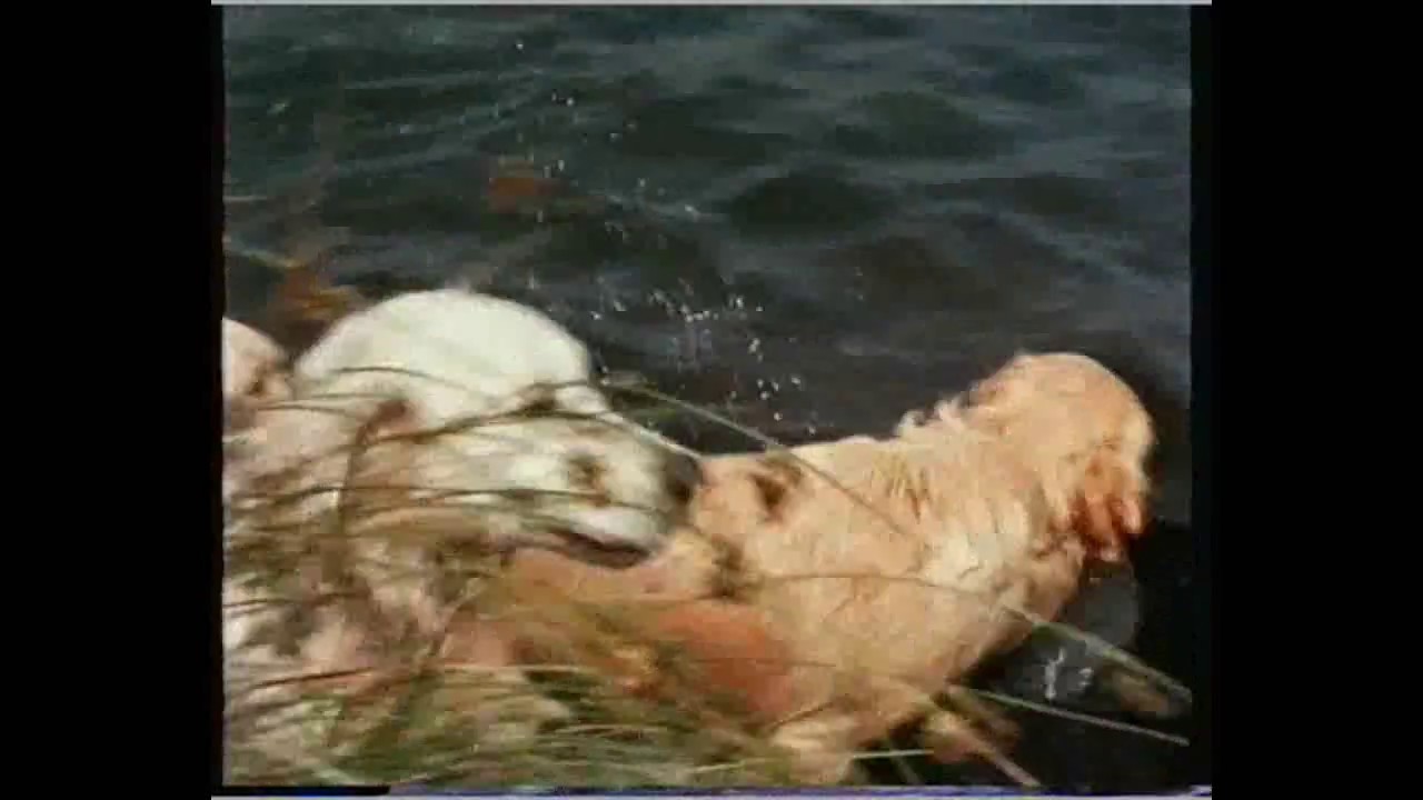 ‘It’s a Dog’s Life’   the Caring Dog from 1990