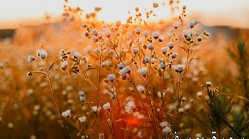 سورة يوسف🧡السورة الوحيدة التي بدأت بحلم وانتهت بتحقيق هذا الحلم  كأن الله  يخبرنا أن نتمسك بأحلامنا🌼
