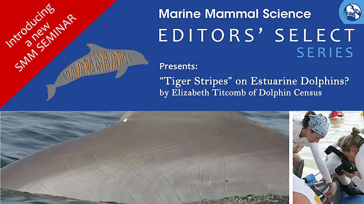 Editors' Select Presents: "Tiger Stripes" on Estua...
