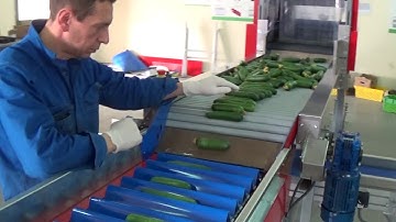 Cucumber Grading Line