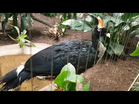 A pair of Horned guans and their enclosure
