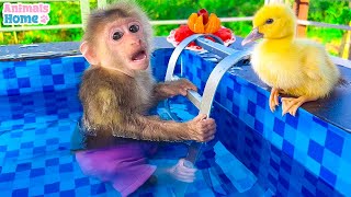 Bibi's Interesting Vacation At The Swimming Pool Was Teased By Ducklings