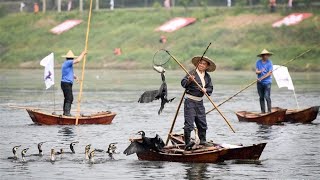 Fishing With Birds in China | 100 Birds fishing together