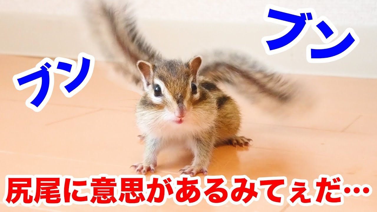 尻尾を振りすぎてまるで別の生き物に見えるシマリスまめた Squirrel Mameta Swinging His Tail Too Much Youtube