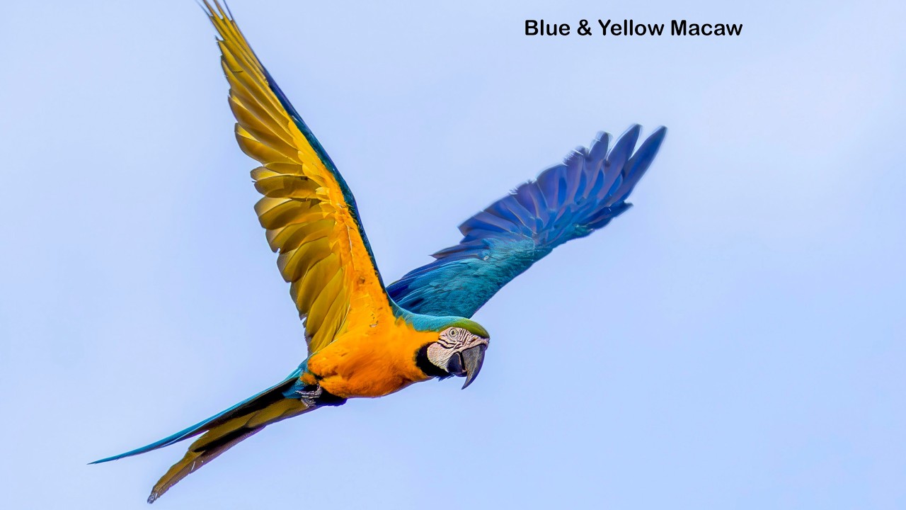 Nat Geo Amazon Cruise 2026