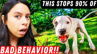 90% of My Dog's Bad Behavior GONE with THIS Method