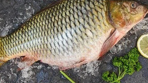 Fishing big fish with cabbage. Fishing. Only fishermen understand the fun of fishing. Fishermen