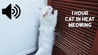 1 HOUR CAT IN HEAT MEOWING